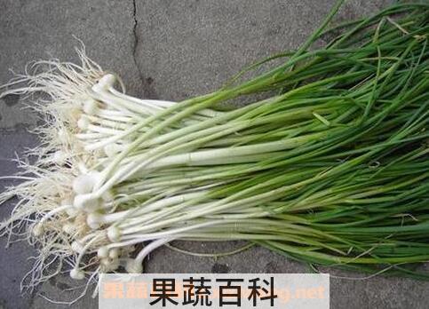 胡葱不能与什么同吃 胡葱和什么相克