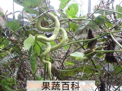 蛇头瓜的功效与作用及药用价值是什么 蛇头瓜的功效与作用及药用价值图片
