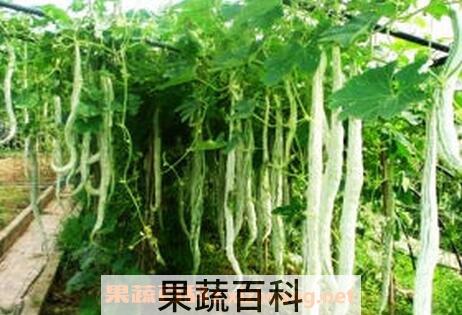 蛇头瓜的功效与作用
