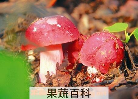 火炭菌怎么做好吃 火炭菌的做法教程