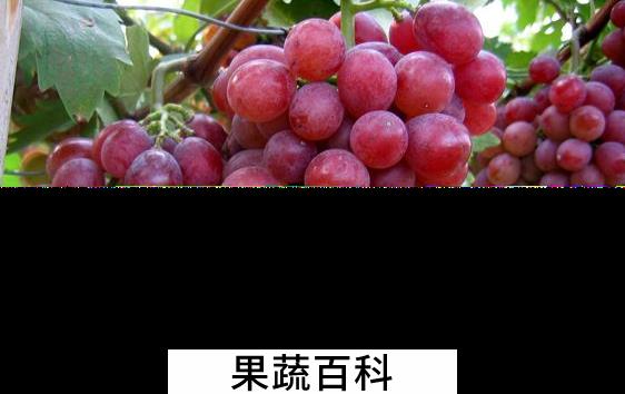 果蔬百科咽喉疼痛吃什么水果好