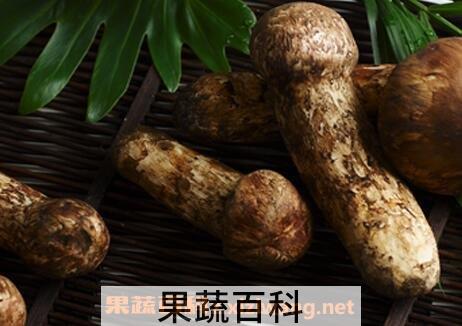 松黄磨枯的药用价值