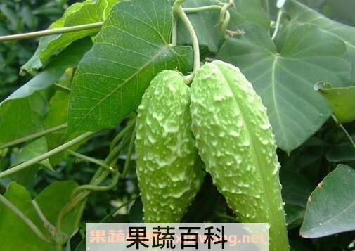 萝藦的使用禁忌和副作用
