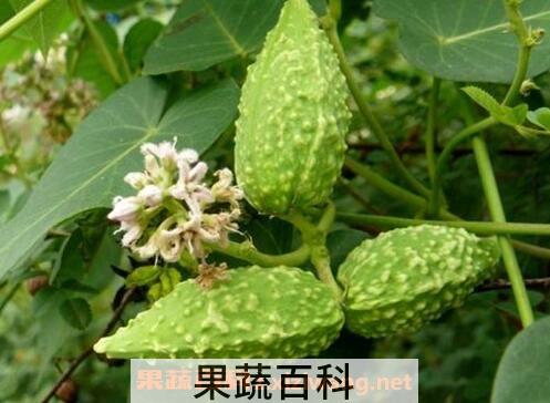 萝藦的使用禁忌和副作用