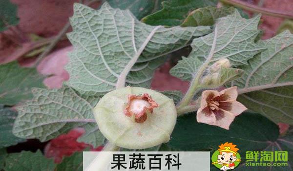 孕妇能吃毛酸浆吗，孕妇吃了毛酸浆会怎样