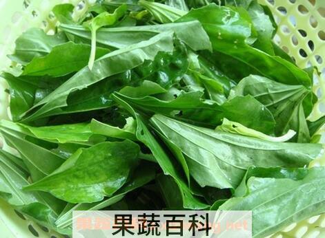 荷包菜的功效与作用