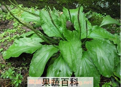 荷包菜的功效与作用