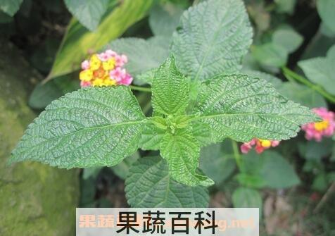 薄荷叶的功效与作用及食用方法