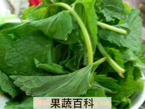 薄荷叶的功效与作用及食用方法