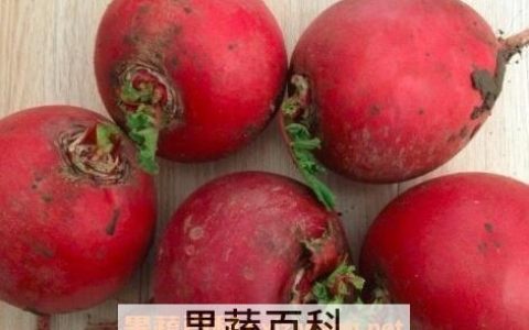 什么是雌性红萝卜 雌性红萝卜怎么吃