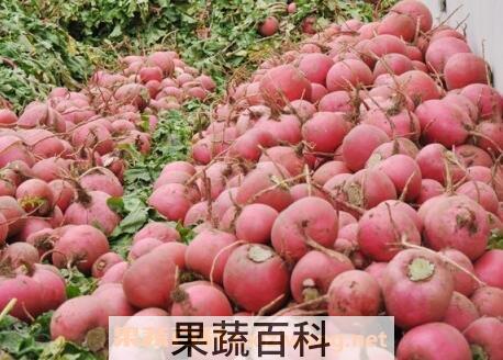 什么是雌性红萝卜 雌性红萝卜怎么吃