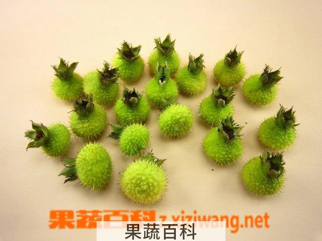 果蔬百科刺梨的功效与作用