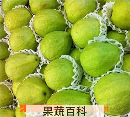 果蔬百科番石榴的功效与作用