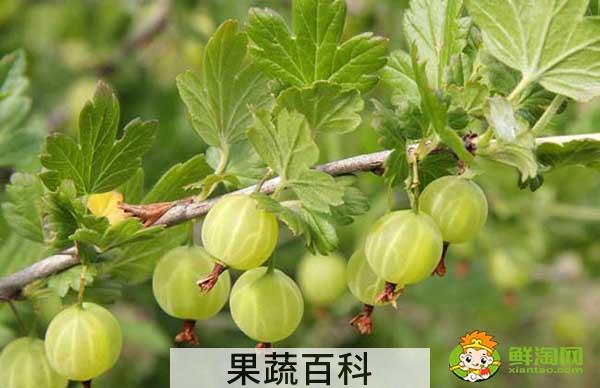 姑娘果是什么性的水果，姑娘果不能和什么同吃