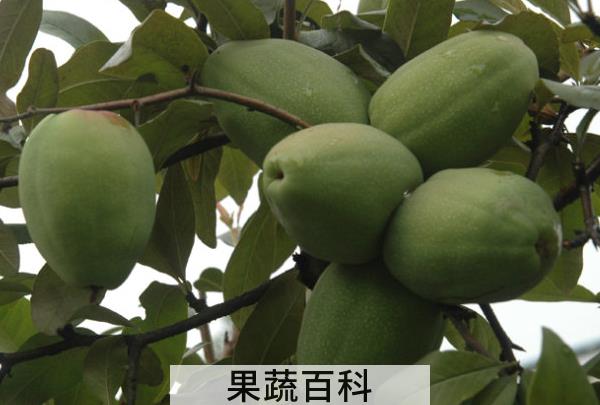 果蔬百科铁脚梨的功效与作用