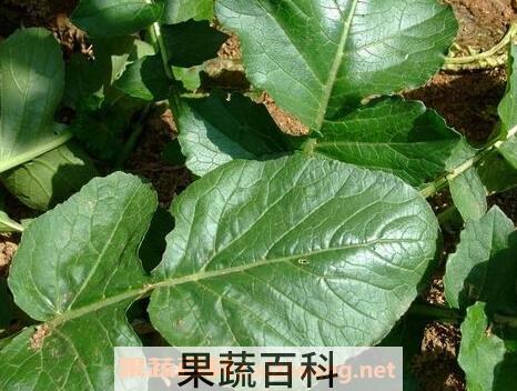 白萝卜叶怎么做好吃 白萝卜叶的做法步骤教程