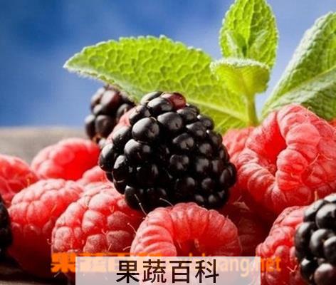 果蔬百科桑椹子的功效与作用
