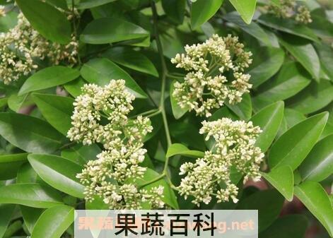 降香油的功效与作用