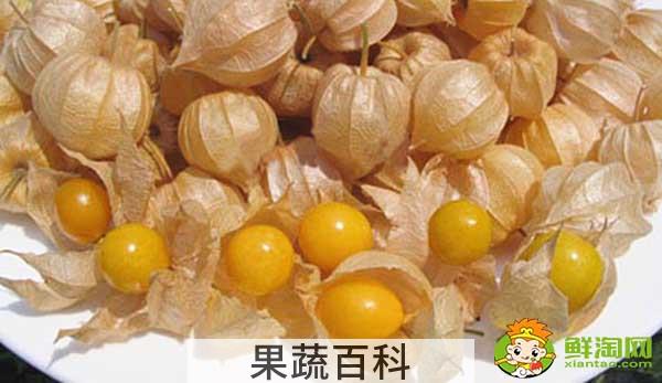 姑娘果是什么季节的水果，怎样挑熟透的姑娘果