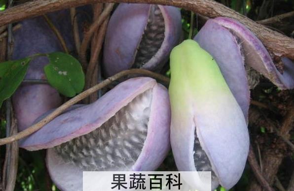 果蔬百科野香蕉的功效与作用