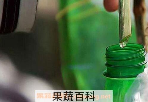 鲜丝瓜水的功效与作用 鲜丝瓜水能美容吗