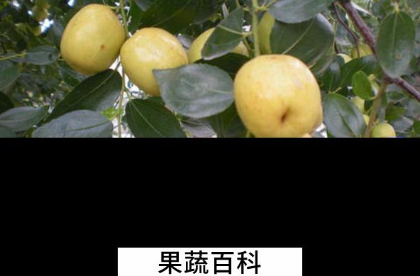 果蔬百科梨枣的功效与作用