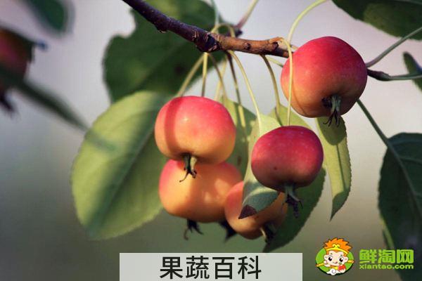 海棠果有毒吗，花红果和海棠果的区别