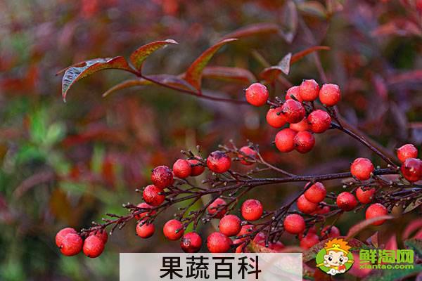 海棠果有毒吗，花红果和海棠果的区别
