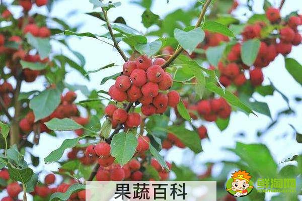 海棠果有毒吗，花红果和海棠果的区别