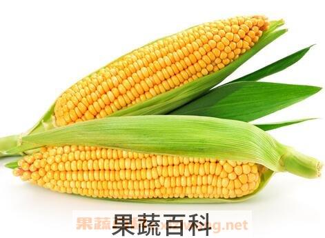 玉米的功效与作用 玉米的药用价值