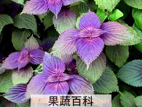 紫苏叶的功效与作用 紫苏叶的药用价值