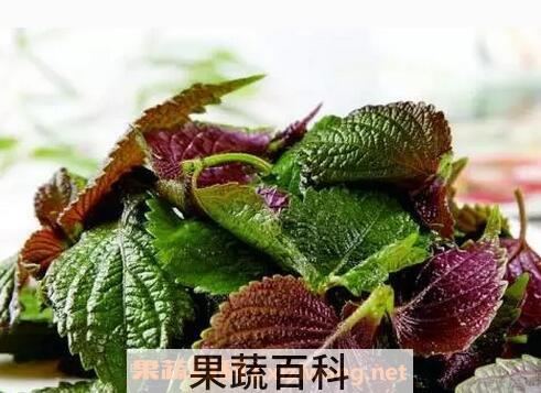 紫苏叶的功效与作用 紫苏叶的药用价值