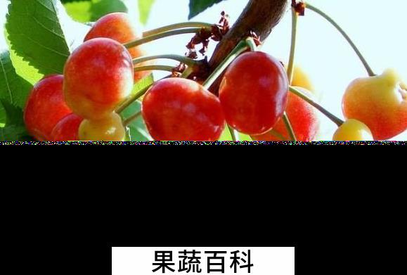 果蔬百科毛樱桃的功效与作用