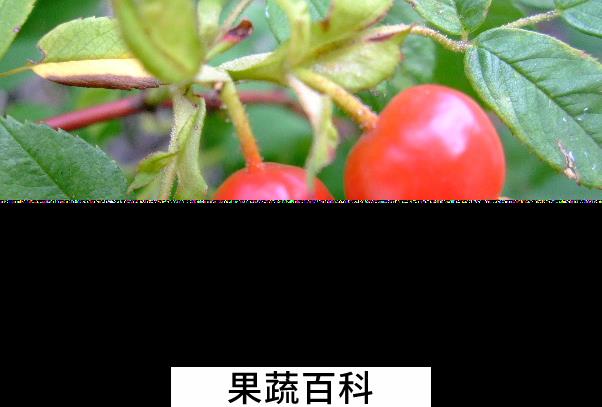 果蔬百科刺玫果的功效与作用