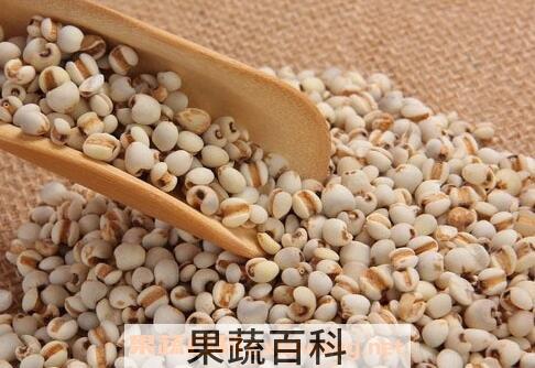 薏米的功效与作用 薏米的药用价值