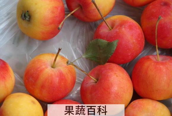果蔬百科沙果的食疗功效与用法