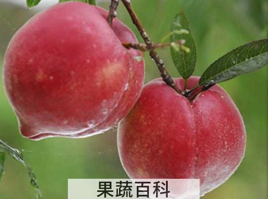 果蔬百科雪桃的营养价值与功效