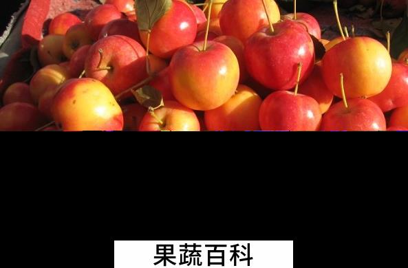 果蔬百科沙果的功效与作用