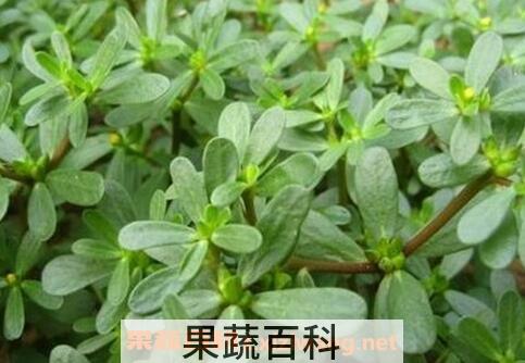 马齿苋的功效与作用 马齿苋的食用方法