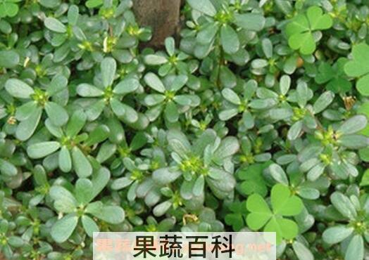 马齿苋的功效与作用 马齿苋的食用方法