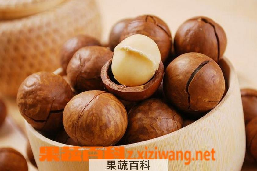 果蔬百科夏威夷果的功效与作用