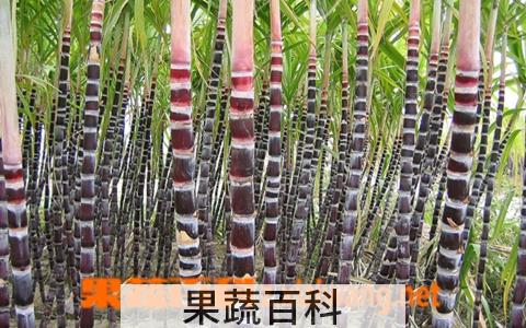 果蔬百科甘蔗的功效与作用