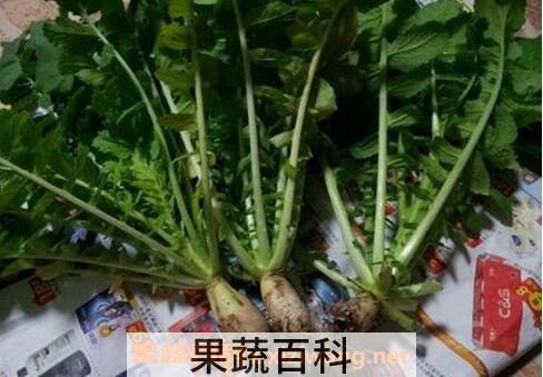 白萝卜叶子的功效与作用