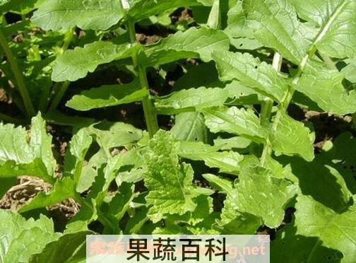 白萝卜叶子的功效与作用