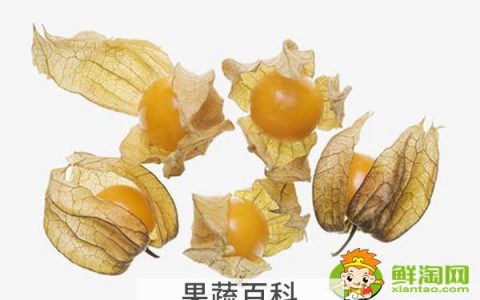 灯笼果是什么样的，灯笼果和黑加仑的区别