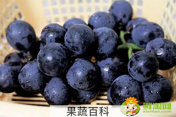 灯笼果是什么样的，灯笼果和黑加仑的区别