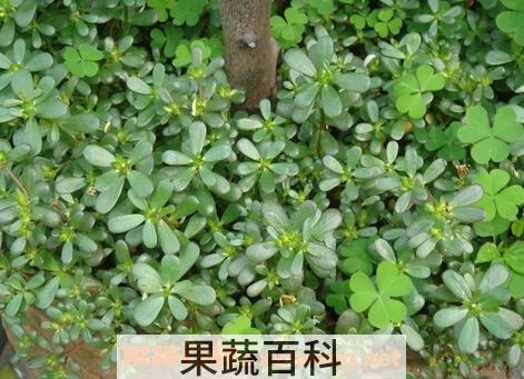 马齿苋的功效与作用 马齿苋的药用价值