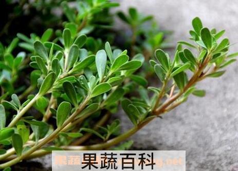 马齿苋的功效与作用 马齿苋的药用价值