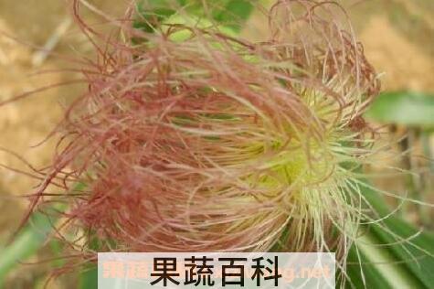 玉米须的功效与作用 玉米须的药用价值