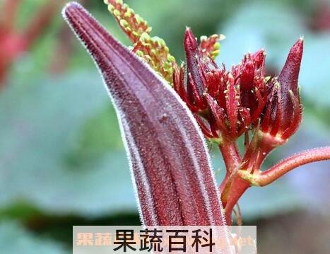 秋葵的功效与作用 秋葵的药用价值